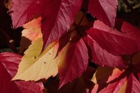 fall foliage close-up