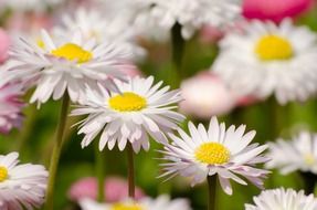 flowers flower plants nature