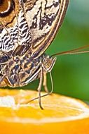 caligo eurilochus eyes og exotic tropics butterfly orange macro