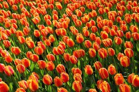 red orange tulips field