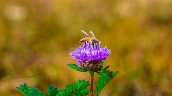 bee background macro floral plant