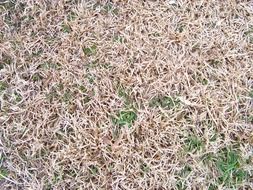 grass brown field dried natural