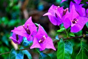 plant vegetable nature gardening