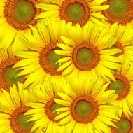 sunflowers sunflower flower floral