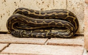 carpet python coiled folded