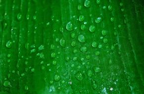 green leaf in dew drops