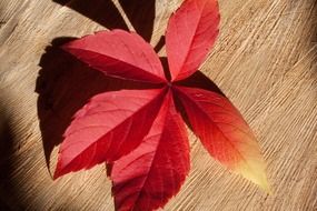 golden-red autumn foliage