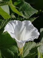 flower white nature dark background