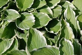 leaves plant big green foliage