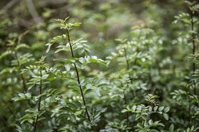 green bushes in a forest