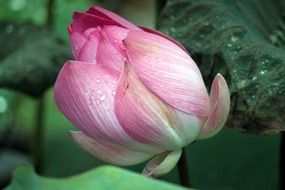 lotus flowers pink blooming buds