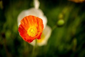 red poppy blossom at blur greenery