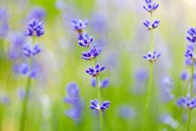 spring flowers on a blurred background