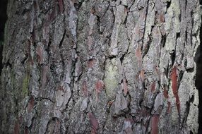 bark tree rough background wood