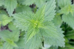 stinging nettle weed blossom bloom