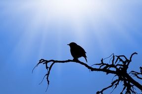 silhouette of sparrow on tree