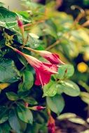 two natural pink buds on the bush