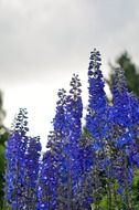 blue spring stalks poppy