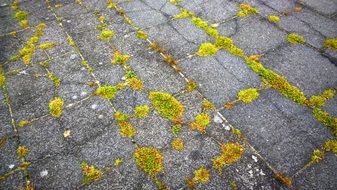 moss stone slabs weed ground