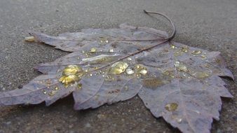 macro water yellow fall season