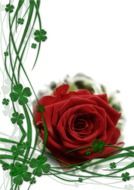 leaves and rose on a white background