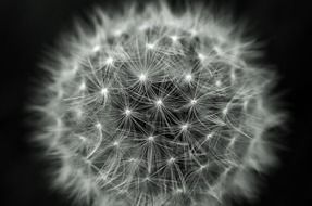 dandelion seed head on a black background