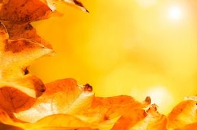 autumn leaves and sunlight
