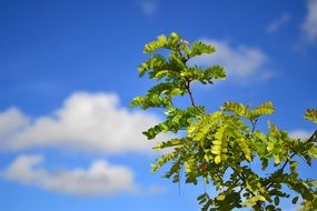 acacia blue sky nature tree green