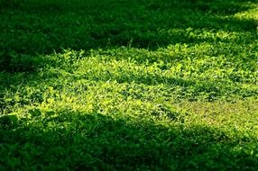 green grass with sunlight