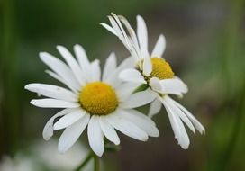 daisy leafs macro