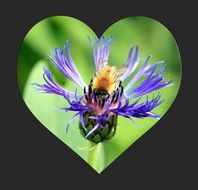 heart flower bee insect green
