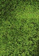 texture lawn material carpet