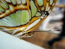 butterfly colorful orange gold