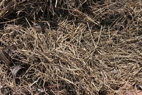 grass hay dry farm field rural