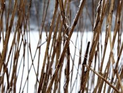 reed straw hay winter snow