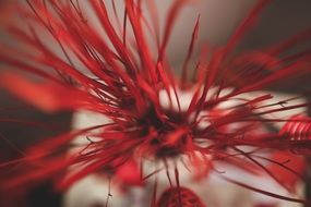 bokeh red sticks background