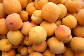 apricots background