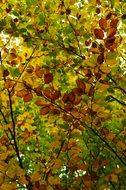 leaves background autumn nature