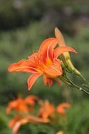 orange lily flowers lilies buds