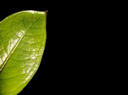 leaf plant nature green black