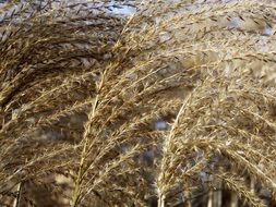 reed plant nature winter landscape