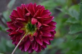 purple dahlia flower nature macro wallpaper