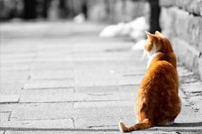 adorable sitting red cat