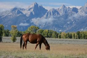 horse meadow mountains wyoming