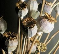 seed pods poppy dried bleached