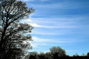 blue clouds branch nature spring