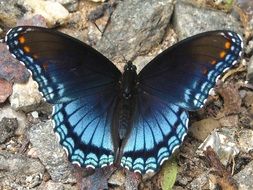 blue butterfly on grey stones