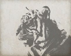 tiger animal feline cat big