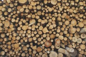 logs lumber wood texture