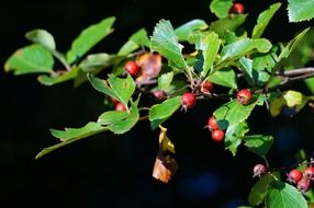 embellishment branch leaves green